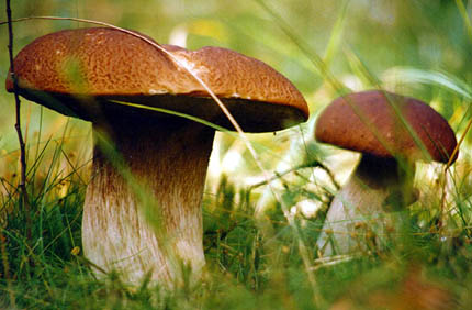 Borowik
