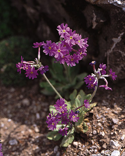 Pierwiosnka Hallera