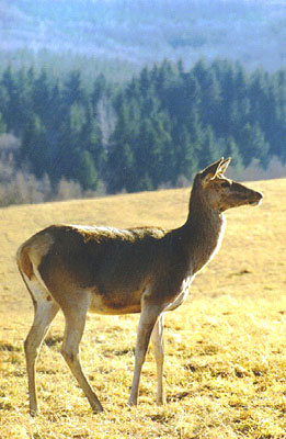 Łania