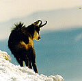 Kozica