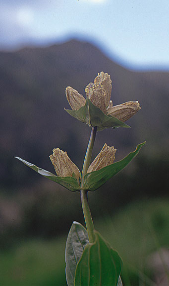 Goryczka kropkowana
