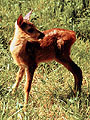 Młoda sarna