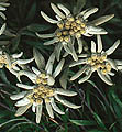 Szarotka alpejska