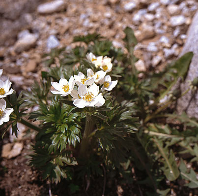 Zawilec narcyzowy