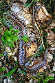 Żmija